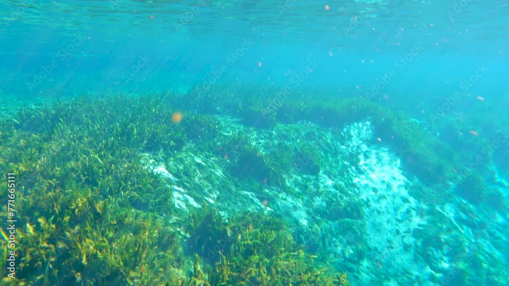 Tropical underwater nature of Florida springs. Underwater exotic world with green grass vegetation. Fresh water wildlife Tropical underwater nature of Florida springs. Underwater exotic world with green grass vegetation. Fresh water wildlife