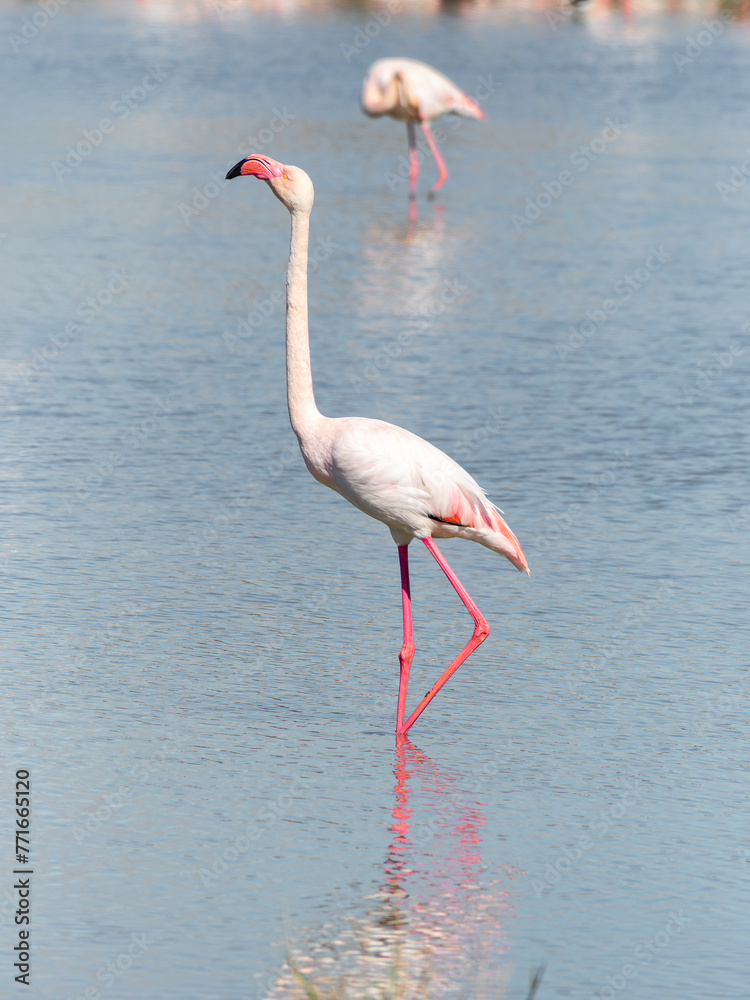 greater flamingo (Phoenicopterus roseus) in a lagoon in the Camargue (Provence, France)