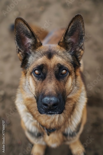A DOG facing the camera, far view, realistic