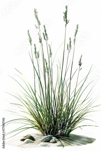 A realistic tussock with a white background  simple design  2D  flat colors  green palette  high resolution  