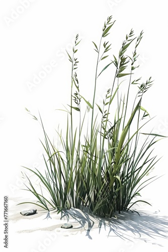 A realistic tussock with a white background  simple design  2D  flat colors  green palette  high resolution  