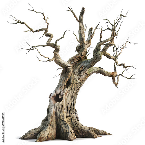 Dead tree on PNG transparent background for decorating Halloween and horror projects. © I LOVE PNG