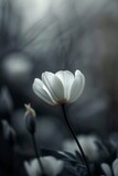 macro photography by Nathan Wirth, winter, details, flower, morning light