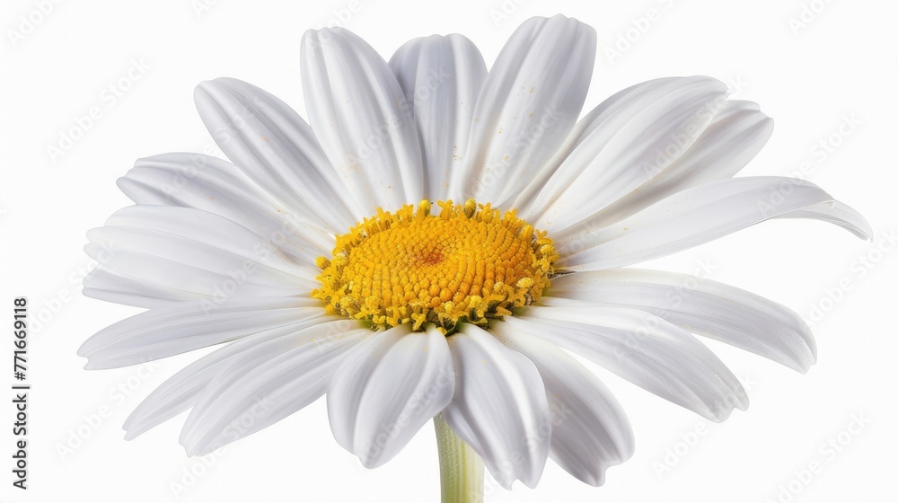 Beautiful colorful daisy flower  isolated on white background Generative AI