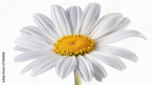 Beautiful colorful daisy flower isolated on white background Generative AI