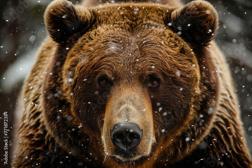 Close-up portrait of majestic brown bear (Ursus arctos), powerful wildlife photography