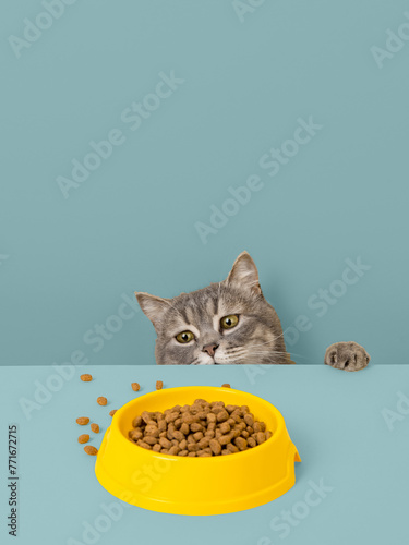 A cute gray cat and a bowl of food on pastel background. Reaching for his favorite food, little thief.
