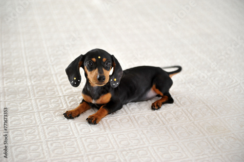 filhote de cachorro fofo duchshund  photo