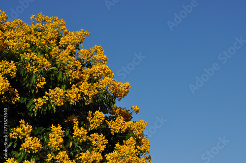 Fototapeta Naklejka Na Ścianę i Meble -  arvore com flores amarelas 