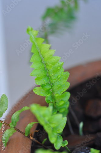 ramo de samanbaia planta verde claro  photo