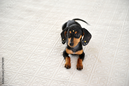 filhote de cachorro fofo duchshund  photo