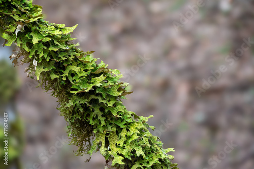 Lichen species tree lungwort, lung lichen, lungwort lichen (Lobaria pulmonaria) on tree