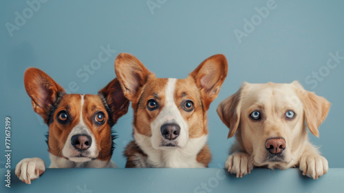 Three dogs of different breeds peek over a ledge with eager expressions and paws visible. © VLA Studio