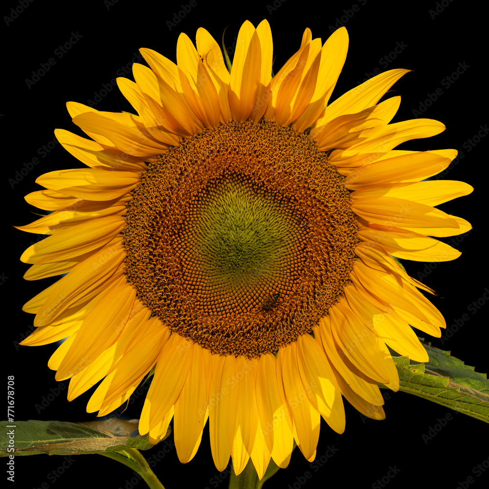 Naklejka premium Sunflower