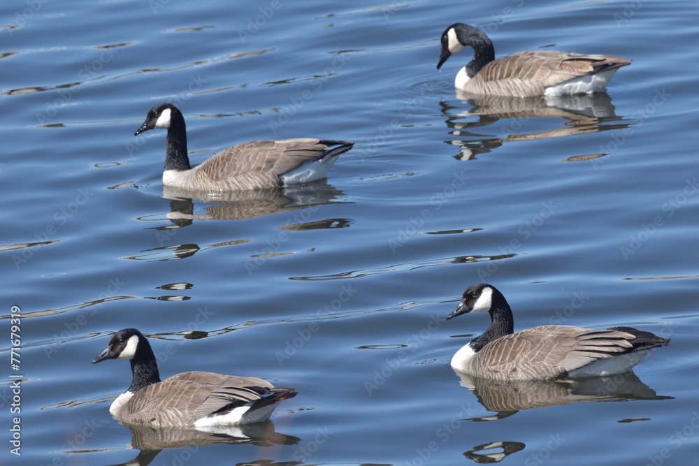 Obraz premium Migrating waterfowl on a lake 