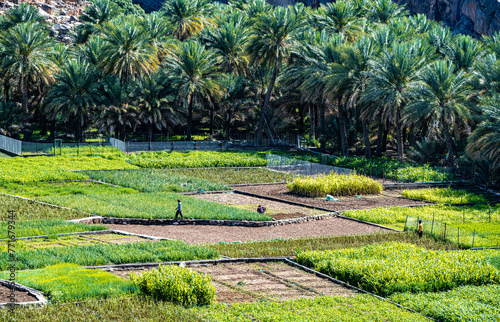 Self-sufficient labor-intensive farming in Oman photo
