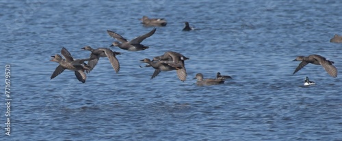 Migrating waterfowl on a lake 