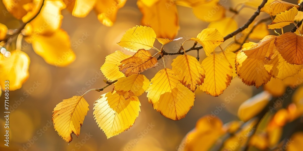 A branch with yellow leaves is shown in the sunlight A branch with yellow leaves is shown in the sunlight