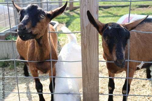 goats on a farm