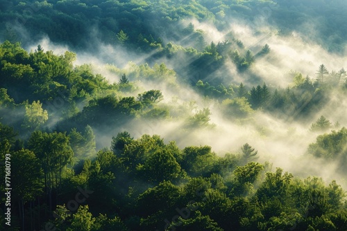 Misty Forest Engulfed In Morning Light, A Picturesque Landscape