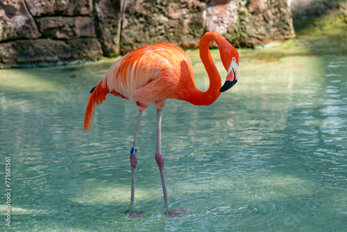 Flamingo in a pond at a resort in the Bahamas.