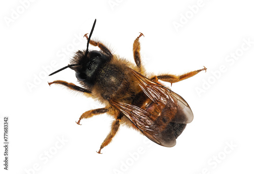 Red Mason Bee (Osmia bicornis), wild bee isolated on white background, view from above photo
