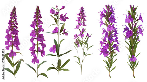 Fireweed digital art in 3D, isolated on transparent background. Top view flat lay of vibrant purple floral nature design element. Perfect for botanical illustrations, graphic resources, and decorative