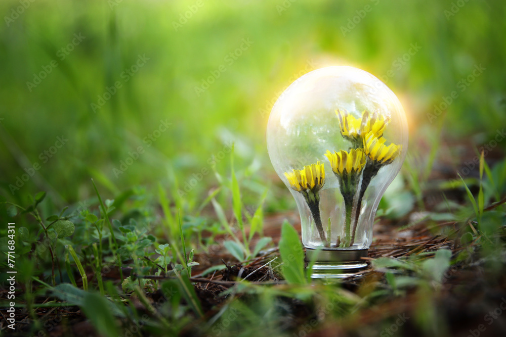 energy and business concept image. Creative idea and innovation. light bulb metaphor and flowers energy and business concept image. Creative idea and innovation. light bulb metaphor and flowers