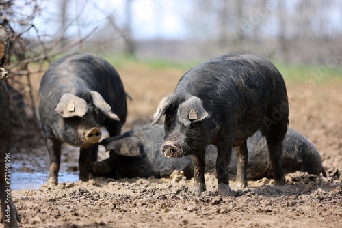 Porc noir de Bigorre