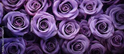 A stunning display of purple roses piled on a table  showcasing their vibrant petals and creating a beautiful arrangement of flowering plants