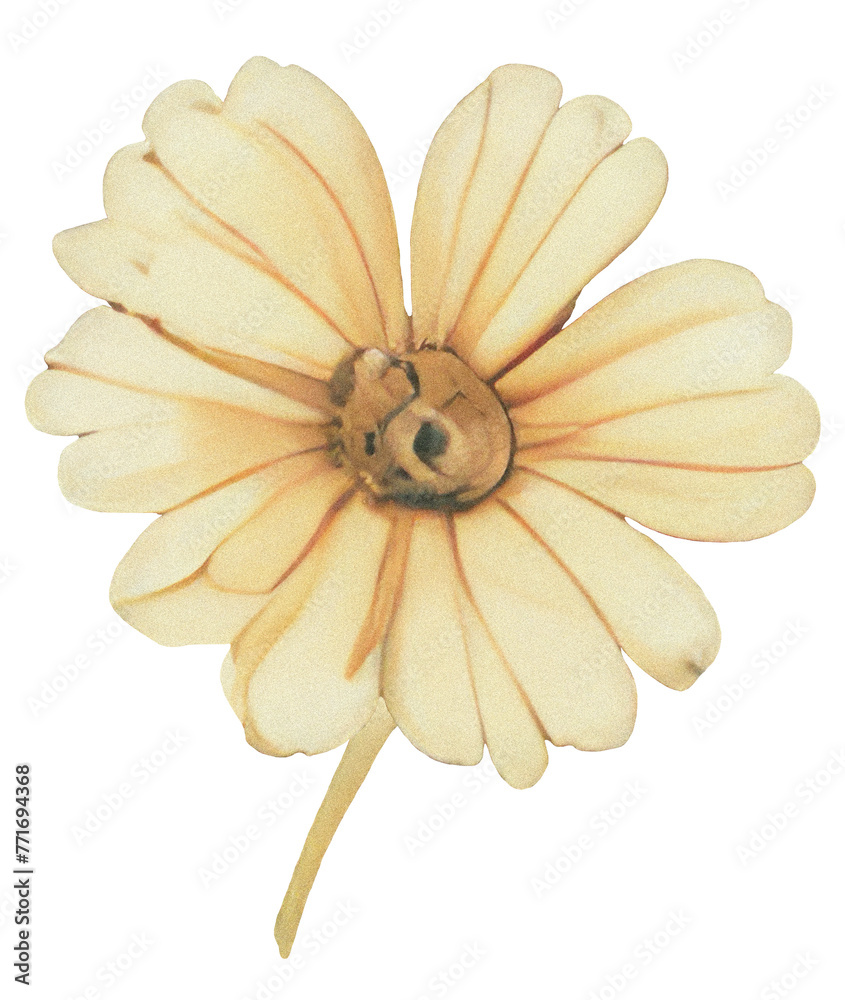 Fototapeta premium Isolated flower on transparent background, png Digital illustration with grainy texture effect for scrapbooking and collage Close up