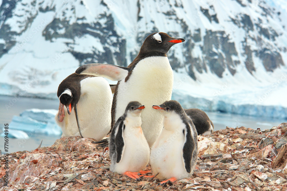 Obraz premium Gentoo penguins in nests with chicks in Antarctica
