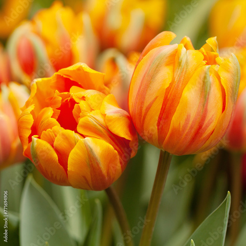 delicate bright orange variegated tulips