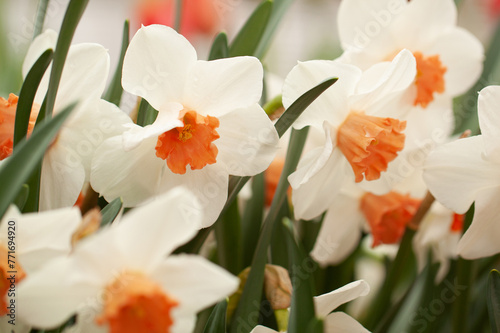 wonderful white and orange daffodils
