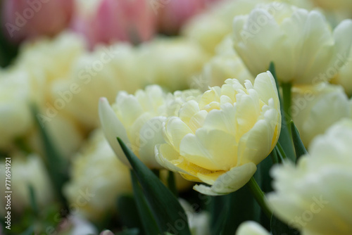 delicate yellow terry tulips
