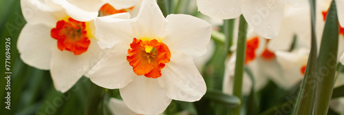 beautiful white and orange daffodils