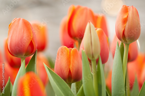 delicate bright orange tulips