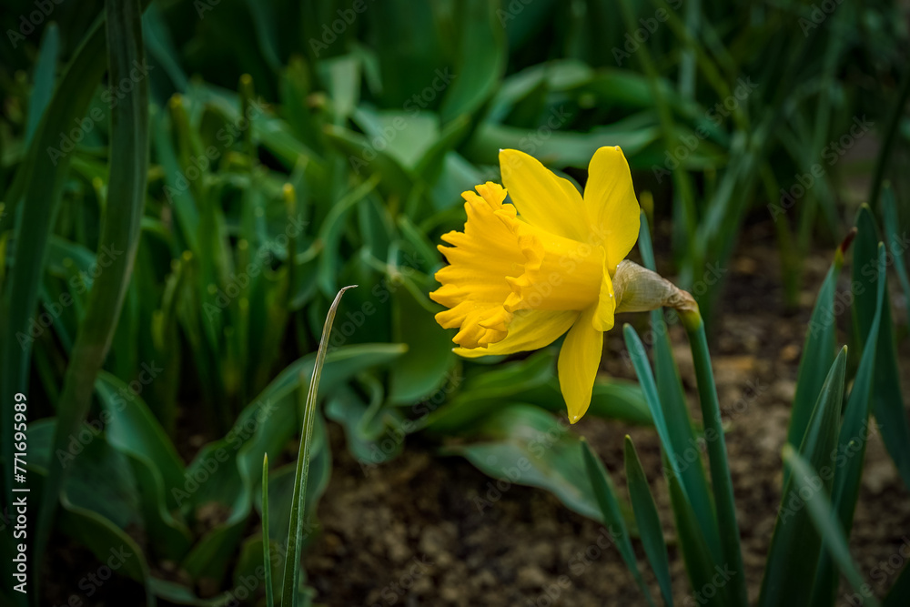 Single, yellow daffodil flower in an outdoor flower garden. Single, yellow daffodil flower in an outdoor flower garden.