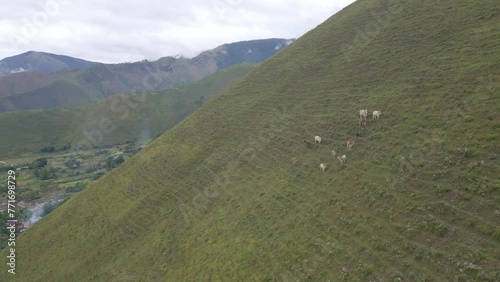 A herd of cattle looking for food in the hills around Lake Toba photo