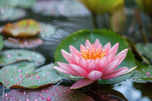 Pink lotus flower with water droplets - Close-up of a vibrant pink lotus flower with detailed water droplets on its petals and leaves