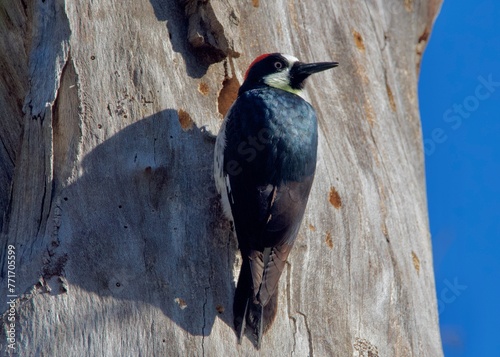 Acorn Woodpecker