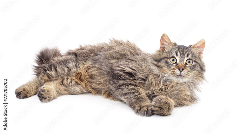 Obraz premium Little gray kitten .