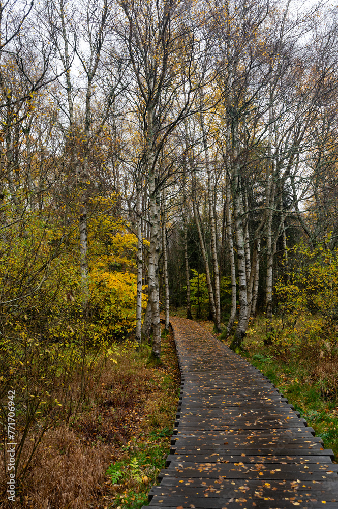 Wooden path in the Black Moor after a rain in autumn