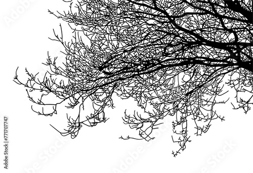 arboles, vector, silueta, paisaje, arbol, florecer, ramas, hojas, bosque, ilustracion, arte, naturaleza, descanso, follaje, textura