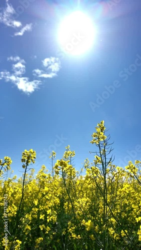 Soleil, ciel bleu et fleurs colza vertical