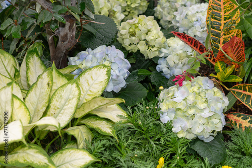 tropical plants contrasted with potted hydrangea flowers photo