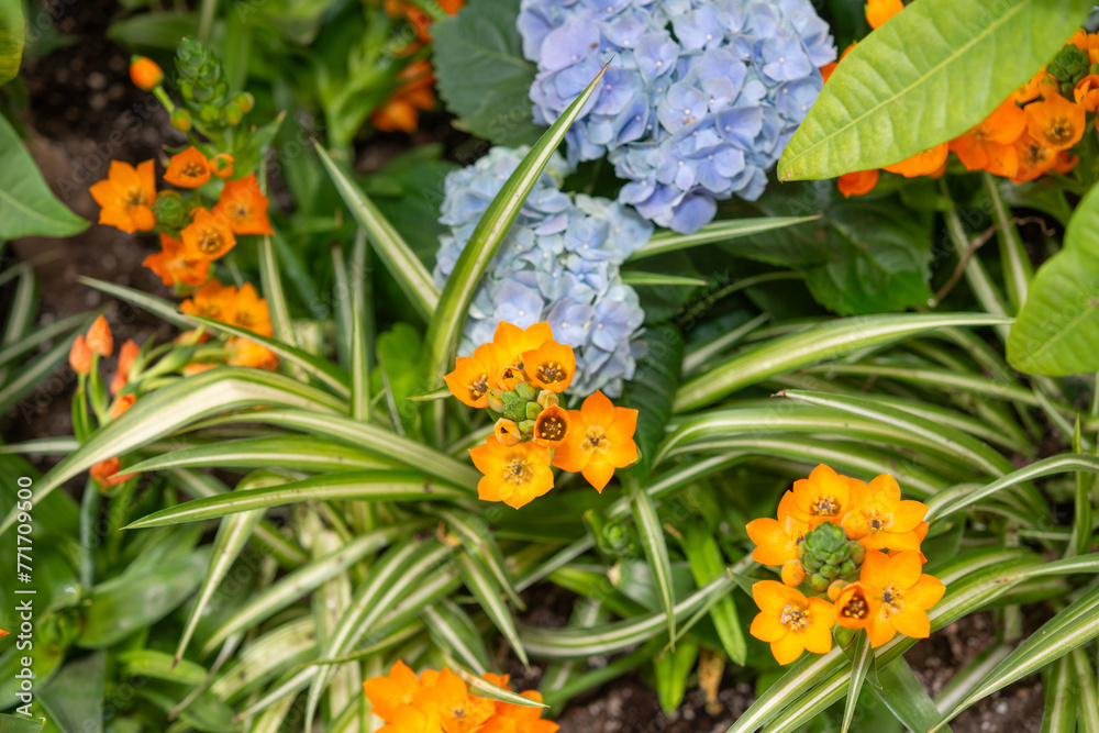 hydrangea flowers with Ornithogalum dubium and tropical foliage hydrangea flowers with Ornithogalum dubium and tropical foliage