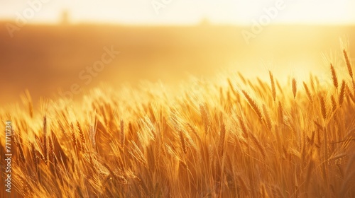  Grass in sunlight with sky in background