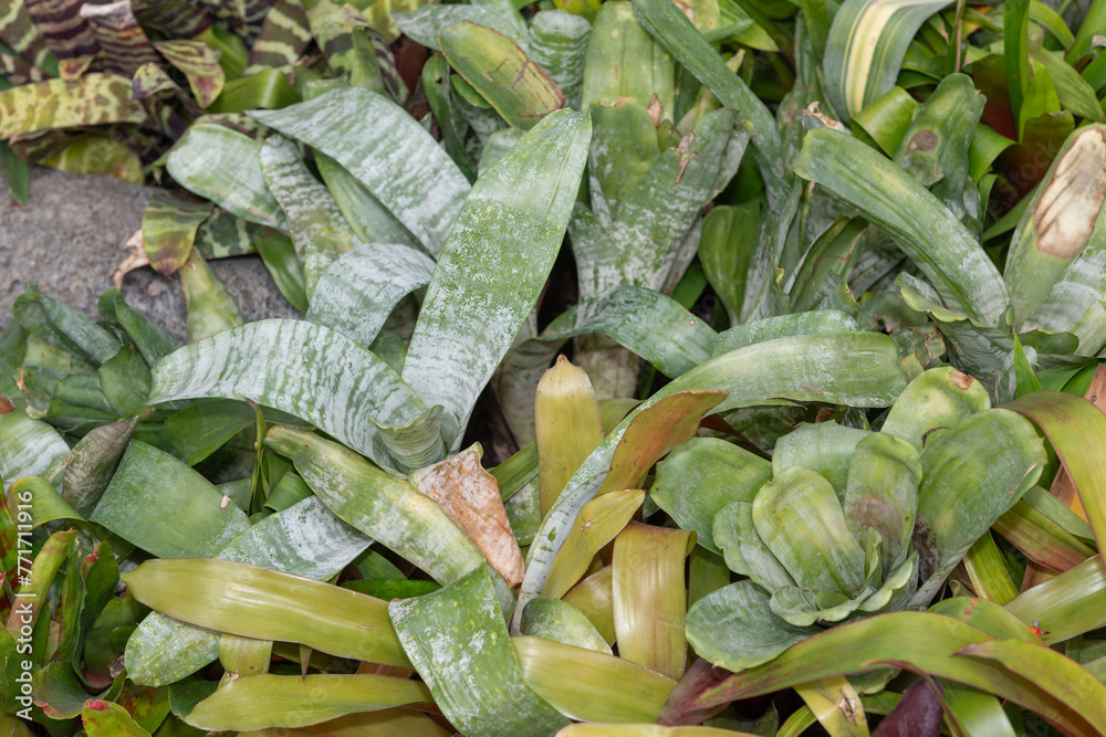 Foto Bromeliad foliage