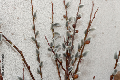 branches of pussy willows on a stucco like wall (strobe effect) photo